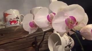 How I rescue Phalaenopsis orchids that have root loss