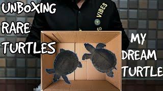 Unboxing My Dream Turtles The Fly River Turtle