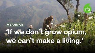 Myanmar farmers rely on opium for their livelihoods | Radio Free Asia (RFA)