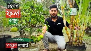 Foreign Fruit Tree Price In Razzak Nursery | ময়মনসিংহে বিদেশি ফল গাছের দাম | Gardening Bangladesh