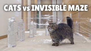 Cats vs Invisible Maze | Kittisaurus