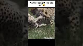 Catfight of girls in drama #shorts #funnyshorts #drama