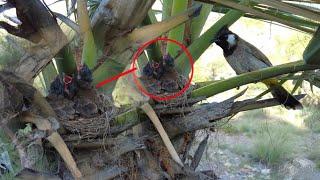 Yellow vented bulbul nest @ulivanoff