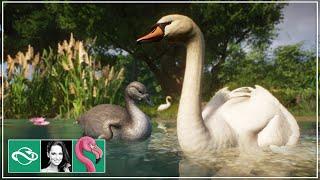 Mute Swan & Wild Boar Habitat in Franchise Mode