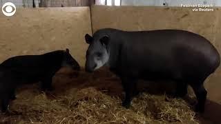 Kangaroos & tapirs evacuated from zoo in Ukraine's Kharkiv region