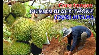 CARA TANAM BENIH DURIAN BLACK THONE | DURIAN DURI HITAM BERBUAH LEBAT | EP 50