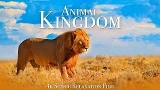 Animal Kingdom 4K - Scenic Wildlife Film With Calming Music