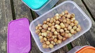 Guide to Foraging Wild Hazelnuts, Beechnuts and Sweet Chestnuts (and how to eat them!)