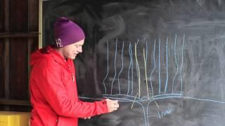 How to - Prune Grape Vines