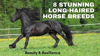 Exploring the World's Most Beautiful Long-Haired Horse Breeds