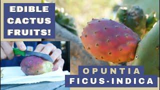 The Indian Fig Cactus Pear Fruit! (Opuntia Ficus-Indica) & How to Try it Yourself!
