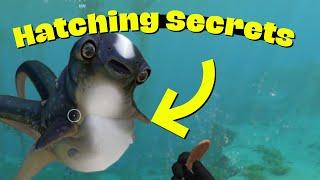 How to Hatch Cuddlefish Eggs  |  Subnautica  |  Final Episode