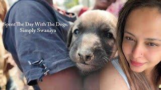 SPENT THE DAY WITH ALL MY DOGS || SIMPLY SWANIYA