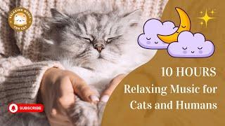 Relaxing Music for Cats and Humans 10 Hours  Relaxing Music For Cat