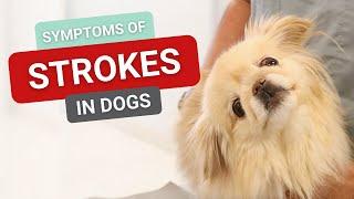 Symptoms of Strokes in Dogs