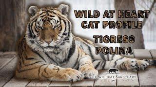 Wild at Heart Cat Profile: Tigress Polina || The Wildcat Sanctuary