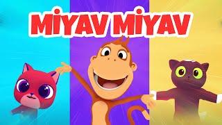 Kediler Haftası Özel: Miyav Miyav  KEDİ ŞARKISI #SokakHayvanları #worldcatday