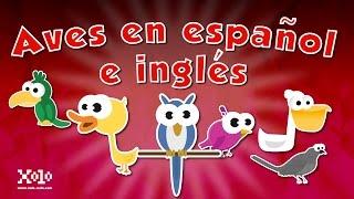 Birds in Spanish and English for children - Videos Aprende