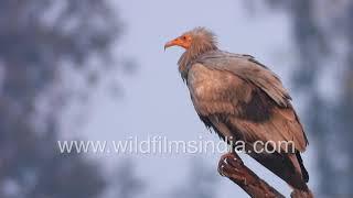 Egyptian Vulture (Neophron percnopterus) up close in Keoladeo N. Park