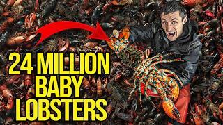 I ACCIDENTALLY caught 24,000,000 Baby Lobsters!