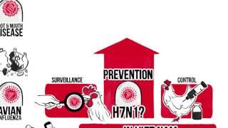 Healthier animals, healthier people: How FAO prevents infectious diseases