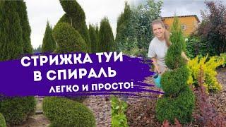 Стрижка туи в спираль. Легко и просто