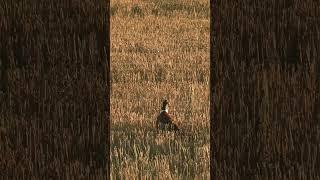 Should I fly? Nope.. #pheasant #nature