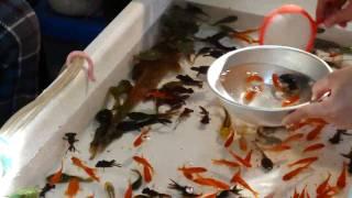 kingyo-sukui : Goldfish scooping