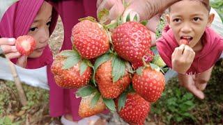 Rahman Azzah Panen Strawberry Perdana Setelah Lebaran 2023