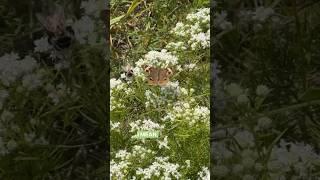 Slender Mountain Mint is a powerhouse for Pollinators! #conservation #butterfly #pollinators