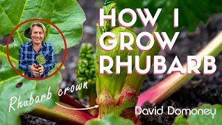 David Domoney: How to grow rhubarb for a bumper crop