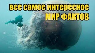 Все самое интересное в мире - мир фактов