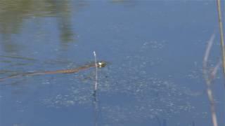 Grass Snake swimming in New Forest