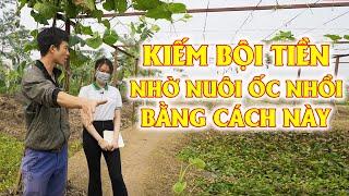 Nuôi Ốc Nhồi Lãi 800 Triệu/Vụ | Mô Hình Nuôi Ốc Nhồi (Ốc Bươu Đen) Tại Vĩnh Phúc