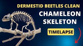 Time Lapse of Dermestid Beetles Cleaning Jackson’s Chameleon Skeleton: Vet Discusses Anatomy Facts