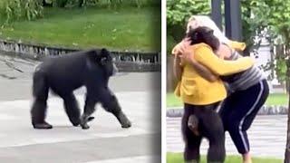 Chimpanzee Escapes Zoo and Wanders Around Town Square
