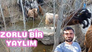 HALEP KEÇİSİ YAYLIM SOHBET VİDEOSU | Halep Keçisi Yetiştiriciliği