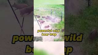 Wild Boar Trap: Nature's Ingenious Design! #wildlife #nature