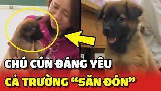 Chú cún ĐÁNG YÊU được SĂN ĐÓN NHẤT trong trường học  | Yêu Lu