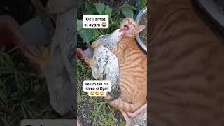 Si Ayam usil ama oyen #catcomedy #funnyanimal #kucinglucu