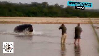 Unbelievable Hunt for Hippo in Tanzania