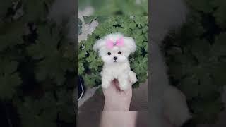 10 cute tea cup puppy #shorts #short #viral #video #viralvideo #fun #cute #dogs