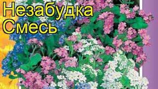 Незабудка садовая Смесь. Краткий обзор, описание характеристик myosotis alpestris Golubaya