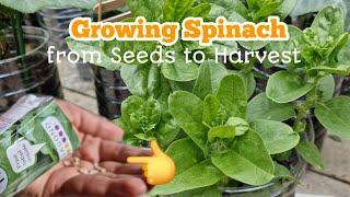 🟠 How to Grow SPINACH from Seeds ● Lots of Tips  How to Grow an Organic Healthy Spinach ● JnC Corner