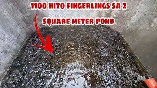 Pond Preparation for 1,100 Hito Fingerlings in 2sqm Concrete Tank