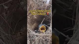 #bird #birds #burung #kicaumania #viralvideo #birdslover #kicaumanianusantara #motivation