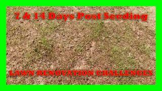 Overcoming Challenges: Lawn Renovation Journey