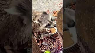 Imagine not being able to chill with A raccoon