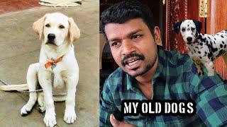 RAMBO'S UNKNOWN FACTS | MY OLD DOG'S | Q and A | TAMIL | Parthi Vlogger