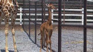 Rare spotless giraffe born in Tennessee’s Brights Zoo (USA)  - 22/Aug/2023 (2)